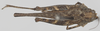 CollectionObject 1516354; e121a60b-98cb-4bb7-bd2f-8eca31ae5312: female, dorsal view (holotype). (CollectionObject).