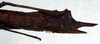 CollectionObject 1557462; 402dd993-b64e-45e0-af9a-9d5ef09739c8: copyright NMW. female: end of abdomen, lateral view (syntype). (CollectionObject).;CollectionObject 1557463; c9c4129f-6f3a-46c1-b8f2-37897d7742ae: copyright NMW. female: end of abdomen, lateral view (syntype). (CollectionObject).