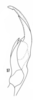 Aedeagus, lateral view on Cumora (Cumora) parallelocornis inaequalis (Linnavuori & DeLong, 1979): (Observation).