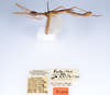 CollectionObject 1558792; 88921091-589b-4336-8908-a6ccde1ffbae: copyright ZMUH, Hamburg. male, lateral view (holotype). (CollectionObject).