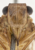 Head: !! display not done !! on Nogodina Stål, 1859: (Observation).