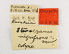 Other: !! display not done !! on Sogata nigrifrons (Muir, 1917): (Observation).