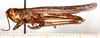 CollectionObject 1499491; 9480232f-b75f-43ef-b871-fd08dec34eba: male, lateral view (holotype). (CollectionObject).