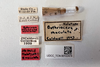 Other: !! display not done !! on Bothriocera maculata Caldwell, 1943: (Observation).