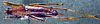 CollectionObject 1503225; MBBJ 3224802, 6d78c3ac-15e9-4c95-a63b-bedf9a66307f: female habitus dorsal view. (CollectionObject).