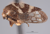 Habitus, lateral view: !! display not done !! on Cyrtolobus acutus Van Duzee, 1908: (Observation).