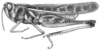 Rhammatocerus viatorius viatorius (Saussure, 1861): Fig. 62 (after lectotype). male habitus. (Otu).