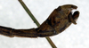 CollectionObject 1563063; 5b2b807f-0fe7-48cf-9f1a-d0549c39cb5e: copyright NMW. male: end of abdomen, lateral view (paralectotype). (CollectionObject).;CollectionObject 1563064; ee407bfc-8f89-4a1f-92cb-250648cb9c57: copyright NMW. male: end of abdomen, lateral view (paralectotype). (CollectionObject).