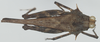 CollectionObject 1577198; 2e27be5d-c1e1-4982-b0a7-7f404a023bba: female, dorsal view (syntype). (CollectionObject).