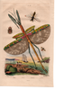 Acrophylla Gray, 1835: from Guerin 1838, pl. 485. Acrophylla titan female. (Otu).