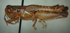 Melanoplus artemisiae Scudder, 1897: (Otu).