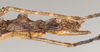 CollectionObject 1558491; NHMUK(SF IMPORT DUPLICATE) 845113, da0d62ff-91fa-4458-a25f-71e0b5f579fe: copyright Natural History Museum, London. female: end of abdomen, lateral view (holotype). (CollectionObject).