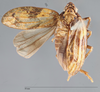 Habitus, dorsal view on Camerunilla fuscovaria Haglund, 1899: (Observation).