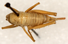 CollectionObject 1499615; d2ea8ed7-5abf-4ced-9c2f-029c2350ff22: female, dorsal view (allotype). (CollectionObject).