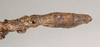 CollectionObject 1560498; 9f6255ae-b881-457f-b808-5bda1a544370, NHMUK(SF IMPORT DUPLICATE) 845029-845030: copyright Natural History Museum, London. female: end of abdomen, dorsal view (syntype). (CollectionObject).