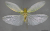 CollectionObject 2072458; da88e222-bf34-46c3-949c-177e28731c31: Holotype, male, dorsal view. (CollectionObject).