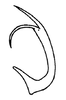 Aedeagus, lateral view on Chilenana chilena DeLong & Freytag, 1967: Male: aedeagus, lateral view. (Observation).