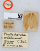 CollectionObject 1518109; 5a89cda0-551b-448e-8817-21a2ffb9994b, NHMUK010362943: labels (holotype). (CollectionObject).
