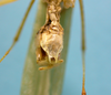 CollectionObject 1542758; 82d9c4ce-fd5d-46c9-8697-c9079f38213b: male, apex of the abdomen ventral view (holotype). (CollectionObject).