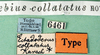 CollectionObject 1500732; c1764ff6-18c3-44d0-805e-cc724f1283aa: labels (holotype). (CollectionObject).