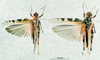 CollectionObject 1537920; ba848e47-20e4-4134-8a8a-d231e0928a0f: male habitus dorsal view, male and female. (CollectionObject).