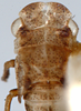 Nymph: !! display not done !! on Ulopa reticulata (Fabricius, 1794): (Observation).