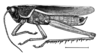 Staleochlora humilis (Rehn, 1909): Fig. 30. male habitus. (Otu).