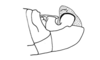 Eucephalacris borellii (Giglio-Tos, 1897): Fig. 131. male, end of abdomen, lateral view. (Otu).