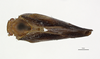 Habitus, dorsal view on Anormenis metdiscus O'Brien, 1987: (Observation).