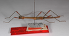 CollectionObject 1557500; 4efeae91-8be2-4fe8-99b2-f007cf3d1730: copyright ZMB, Berlin. male, lateral view (holotype). (CollectionObject).