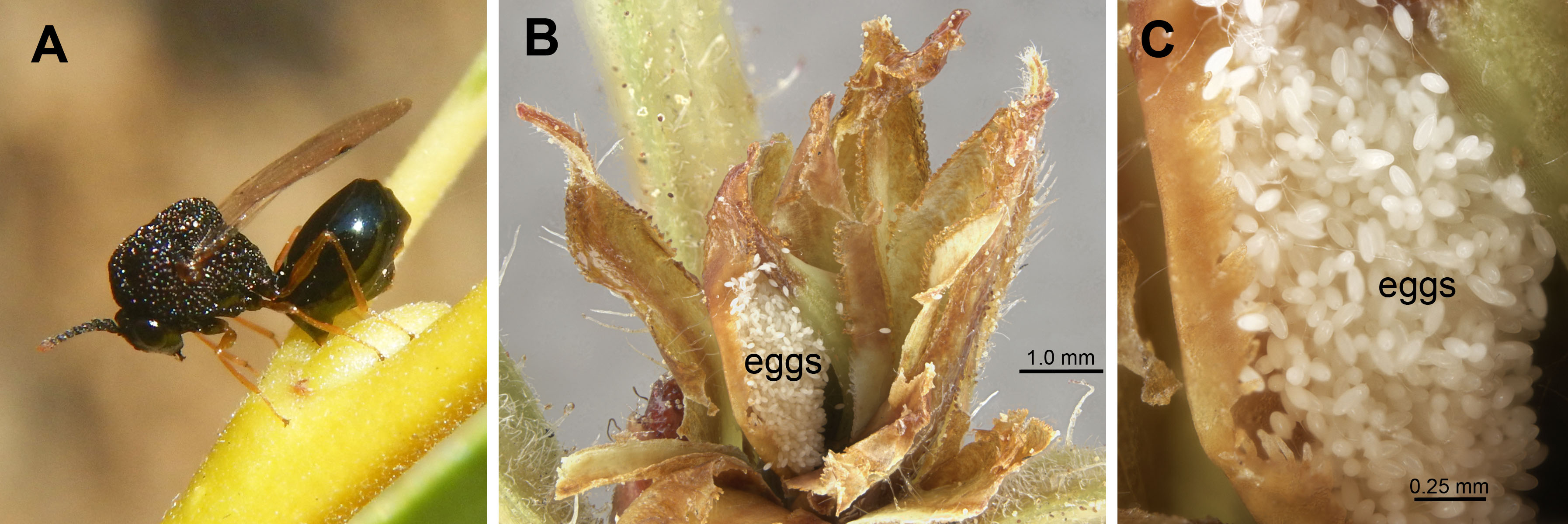 Pseudochalcura gibbosa: A, ovipositing into Salix; B&C, eggs in Rhododendron bud