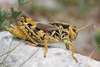 Prionotropis hystrix (Germar, 1817): male in lateral view (Croatia, Grobnik, S slopes of Obruc massif). (Otu).