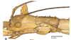 CollectionObject 1966126; 91fac780-3730-447c-95dc-7c0456896bdc: copyright Hennemann & Conle. female head, lateral view (paratype). (CollectionObject).