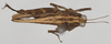 CollectionObject 1577236; 02d18c22-083e-488b-9ec0-62eba33c5530: male, dorsal view (paratype). (CollectionObject).