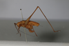 CollectionObject 1506586; 266b06df-fa64-4bab-821a-219d54d5b44e: female, lateral view (syntype). (CollectionObject).