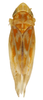 Habitus, dorsal view: !! display not done !! on Erasmoneura vulnerata (Fitch, 1851): Habitus (paratype of E. gradata Robinson, KSEM collection). (Observation).