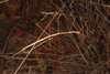 Denhama gracilis (Sjöstedt, 1918): copyright D.C.F. Rentz. mating pair, Talaroo, Homestead, nr Mt Surprise, Queensland, October 2016. (Otu).