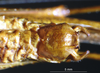 CollectionObject 1503248; 75e53c44-9a74-446f-a7ad-3179280ebb05: male subgenital plate. (CollectionObject).