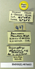 CollectionObject 1552849; 9fd7208e-4f41-4d91-be2f-aa57adc490ec: Copyright Natural History Museum, London. Labels from paratype (adult male) in BM(NH). (CollectionObject).