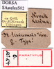 CollectionObject 1530782; 628a86e4-0e71-45b1-a69d-e578d6cd9515: labels (syntype). (CollectionObject).