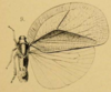 Habitus, dorsal view: (Observation).