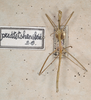 CollectionObject 1558051; 110c9e8b-e841-491f-91a0-eda43ffbf9f8: copyright, St. Petersburg. holotype male. (CollectionObject).