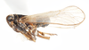 Habitus, lateral view: !! display not done !! on Isodelphax basivitta (Van Duzee, 1909): (Observation).