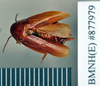 Dorylaea andrewsi (Hanitsch, 1931): Lectotype, female, dorsal. BMNH(E)#877979. (Otu).