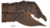 CollectionObject 1562226; 2b9e732d-6b8a-406e-b7a6-c68666cf268a: copyright SMTD, photo by Christian Schmidt. end of abdomen, lateral view (lectotype). (CollectionObject).