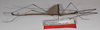 Singaporoidea albilateralis (Hennemann, 1998): copyright F. Hennemann. male, lateral view (paratype). (Otu).