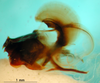 CollectionObject 1590514; 84e51a7c-512d-4753-88f9-2b848905ff00: phallic complex, lateral view (paratype). (CollectionObject).