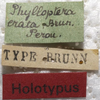 CollectionObject 1505872; d9d71b26-e0a5-4cb7-9801-0a25d4c02232: labels (holotype). (CollectionObject).