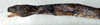 CollectionObject 1560481; NMW 202', 20ee9624-6dff-4449-93dd-33f0ebfa160a: copyright NMW, Vienna. female: end of abdomen, lateral view (paraletotype). (CollectionObject).