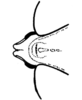Maculiparia annulicornis (Stål, 1873): Fig. 56. male fastigium, dorsal view. (Otu).